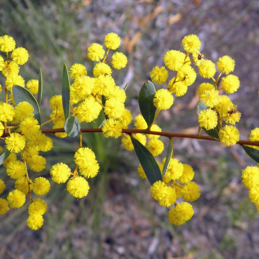 Acacia buxifolia