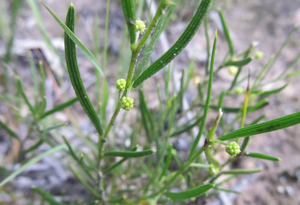 Acacia bynoeana