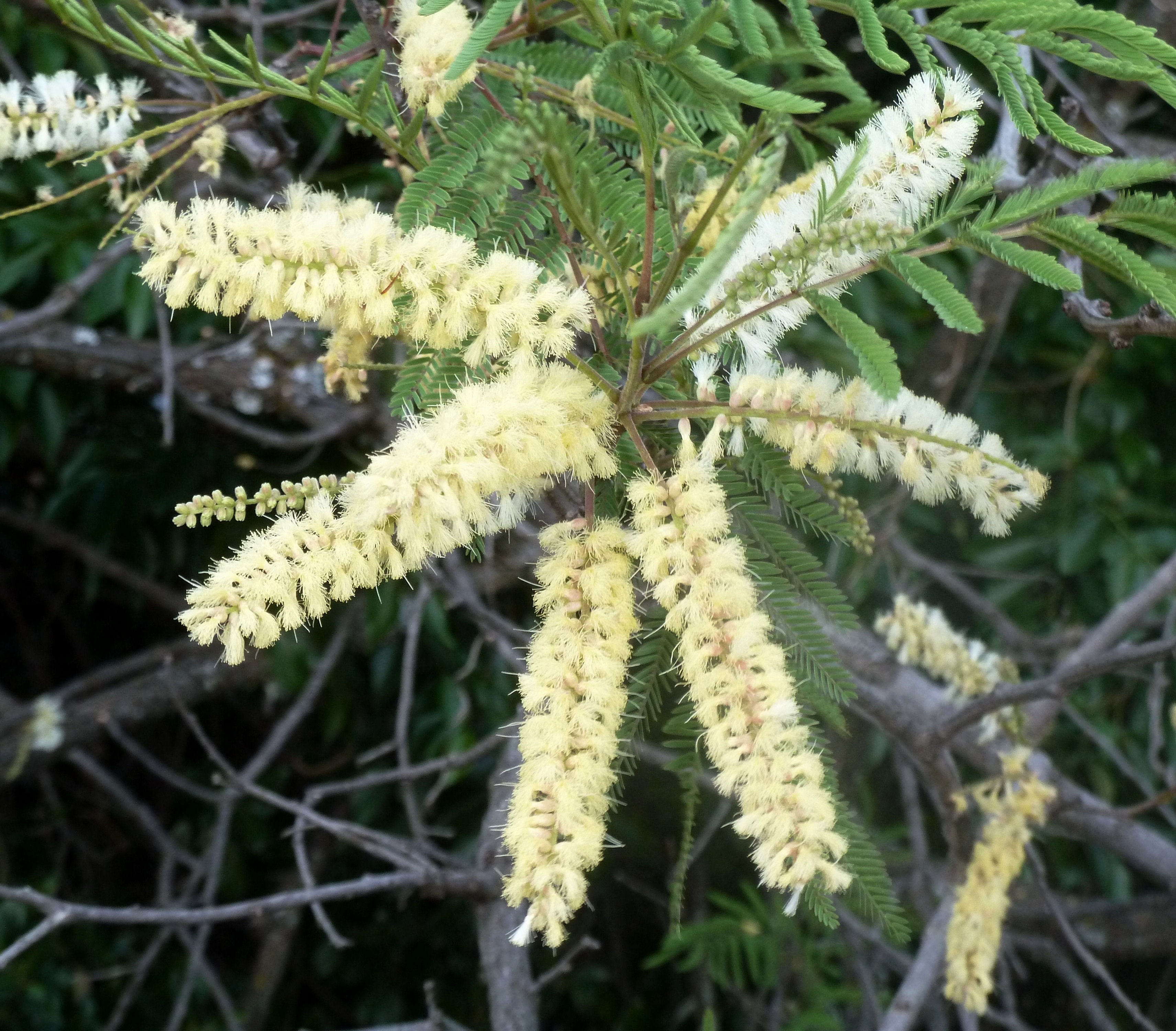 Acacia caffra