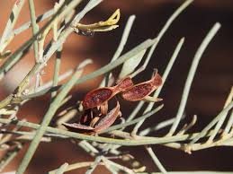 Acacia calcicola