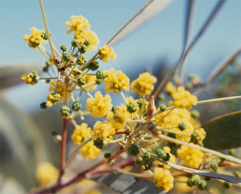 Acacia cambagei