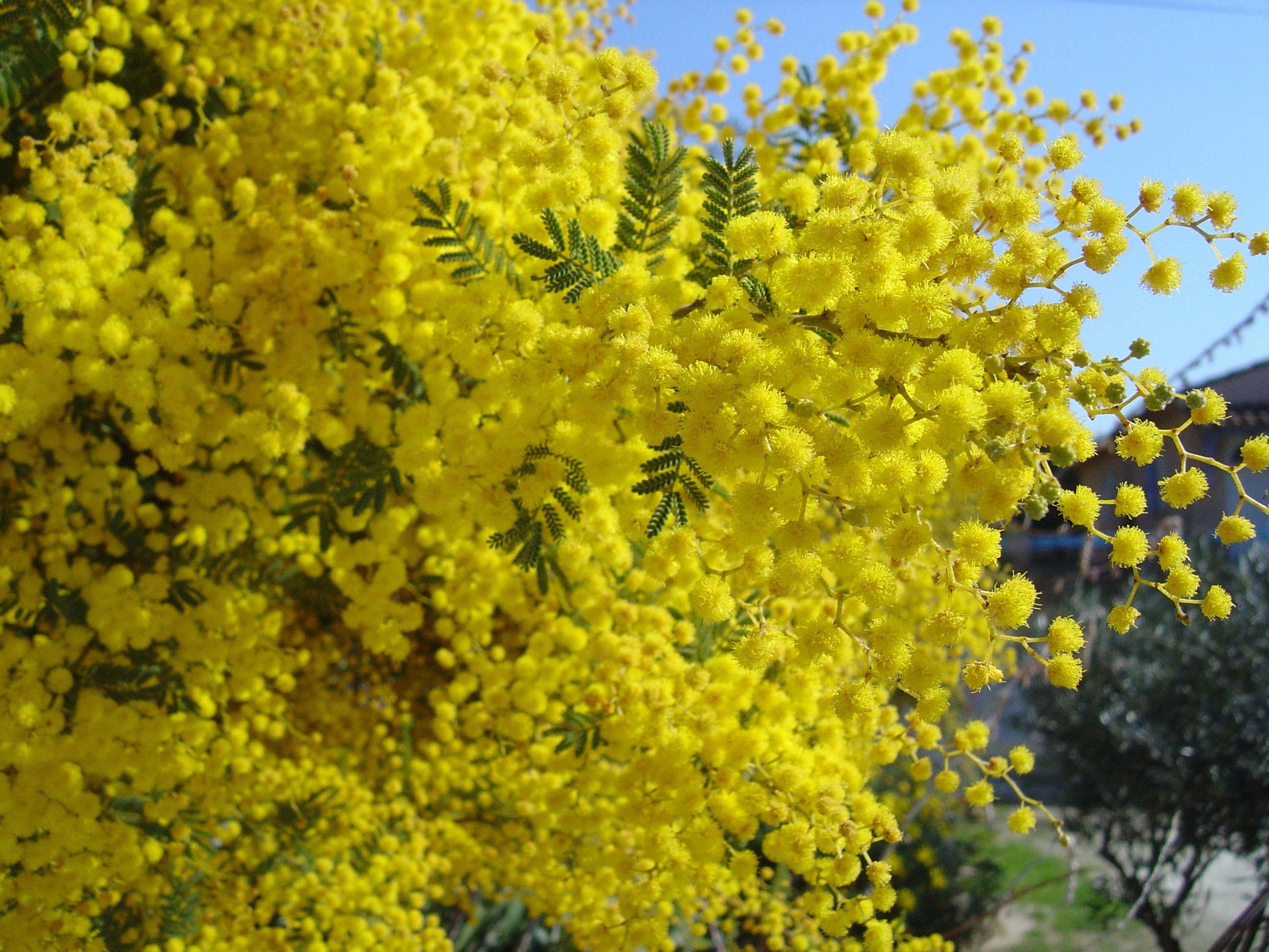 Acacia cardiophyla