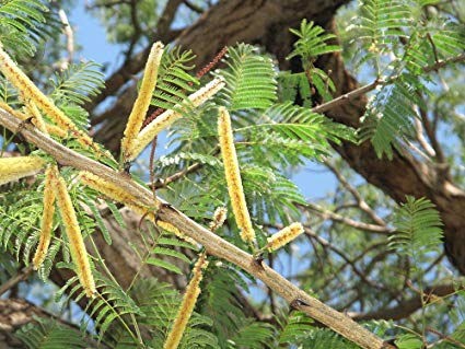 Acacia catechu