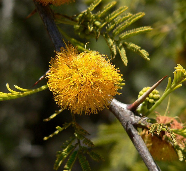 Acacia cavenia