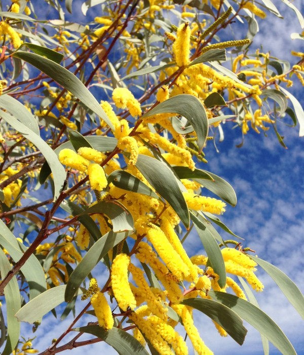 Acacia cheelii