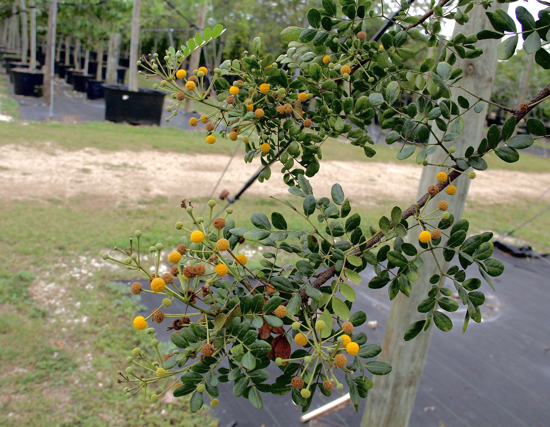 Acacia choriophylla