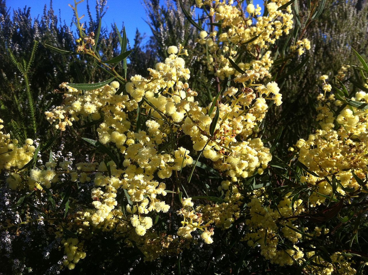 Acacia cochlearis