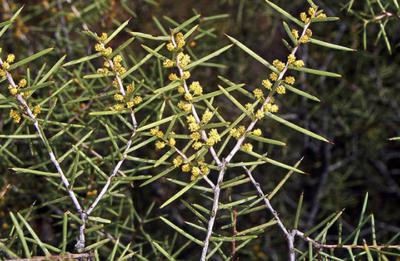 Acacia colletioides