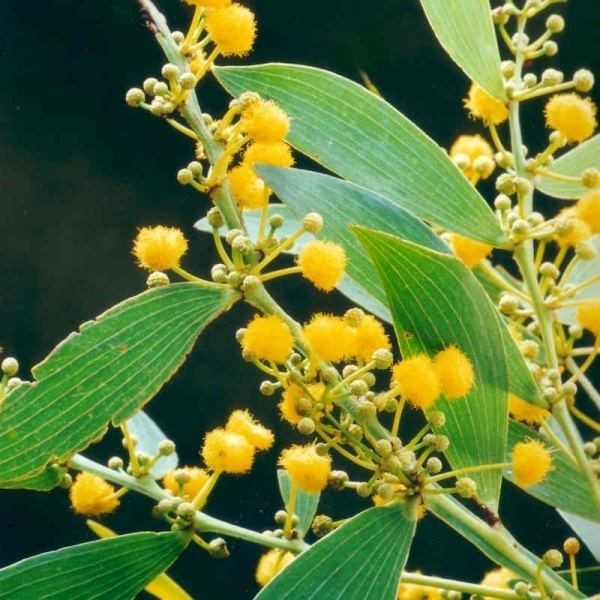 Acacia complanata