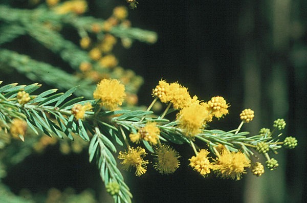 Acacia conferta