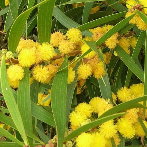 Acacia confusa