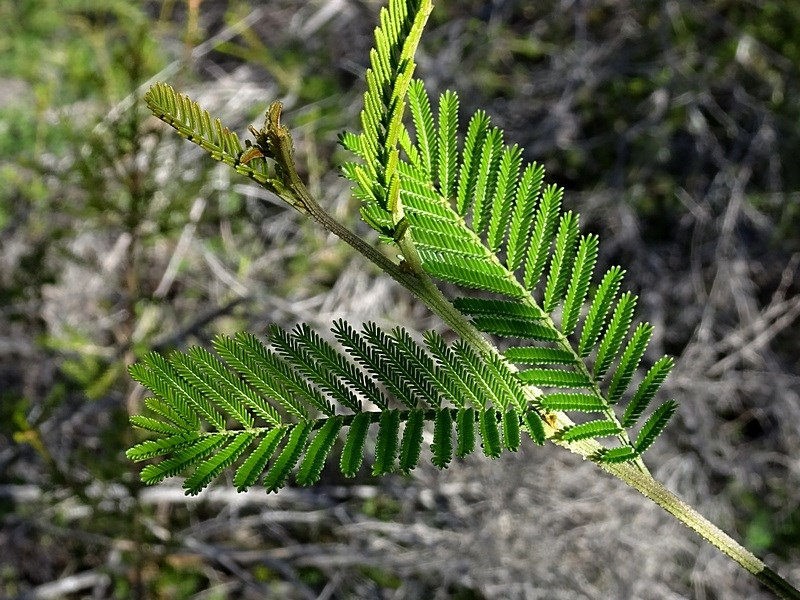 Acacia constablei