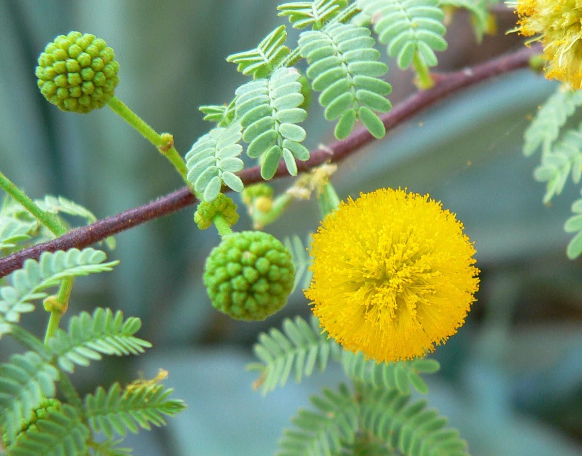 Acacia constricta