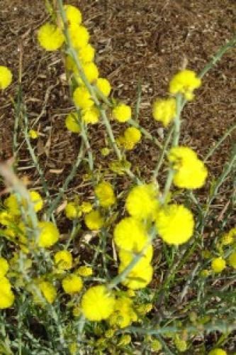 Acacia continua