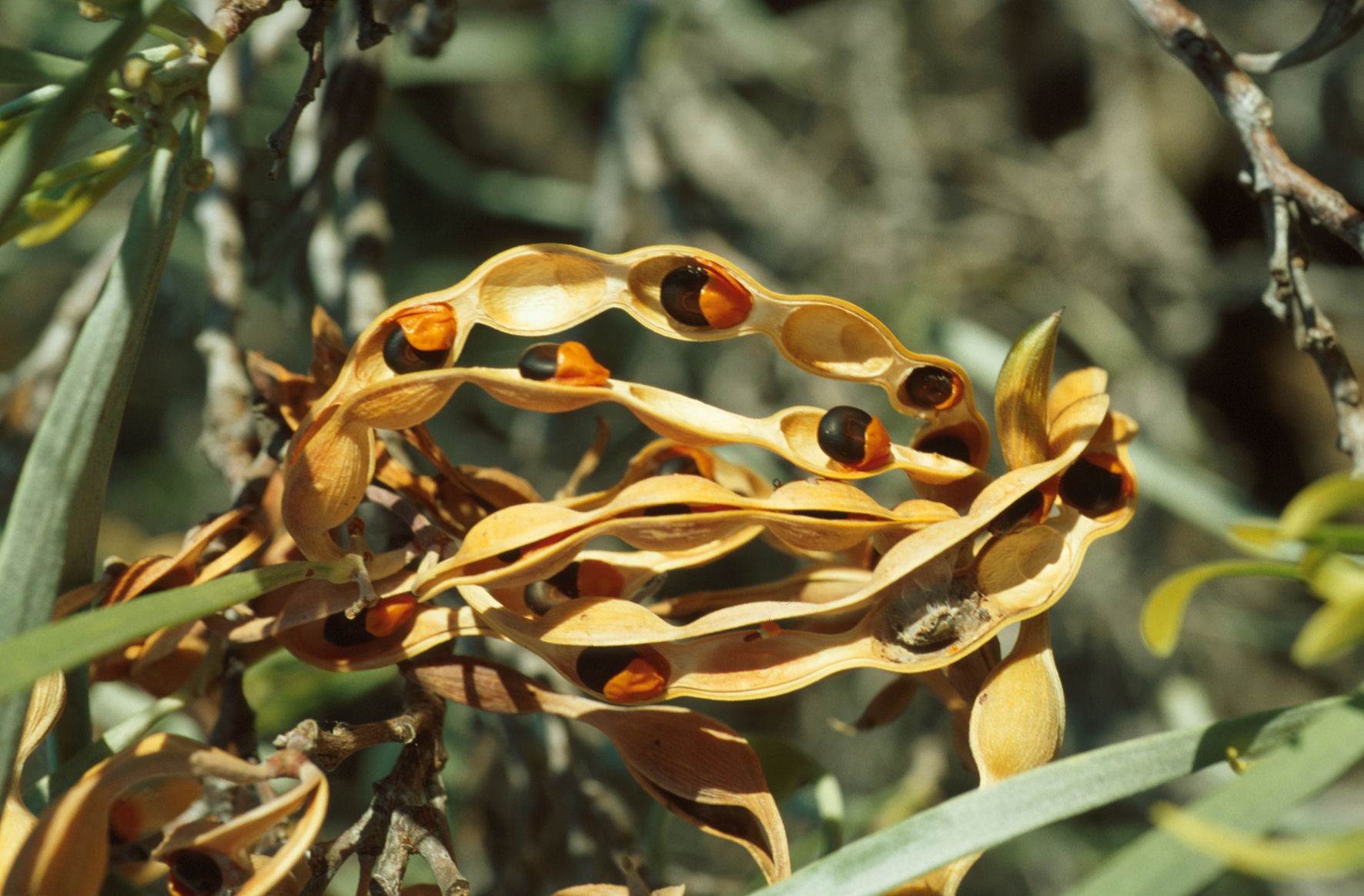 Acacia coriacea