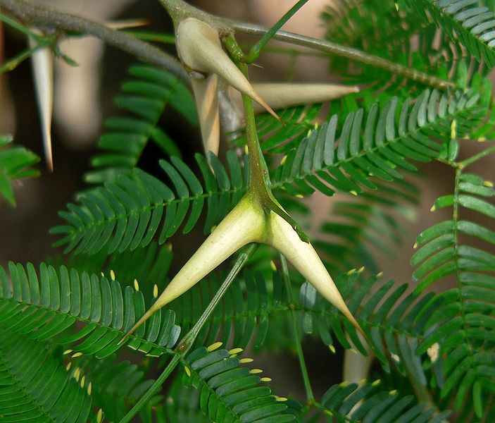 Acacia cornigera