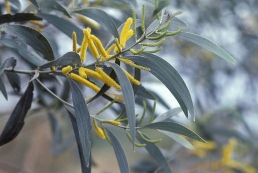 Acacia cowleana