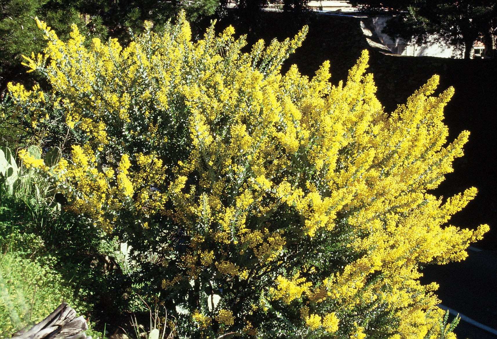 Acacia cultriformis