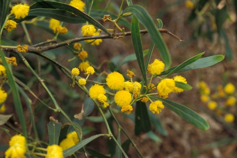 Acacia cyanophylla