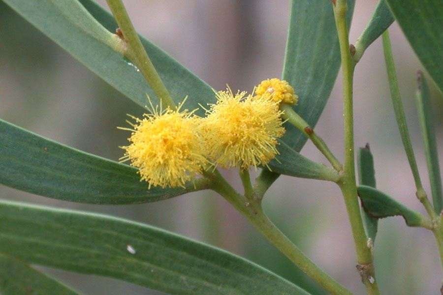 Acacia cyclops