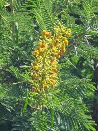 Acacia davyi