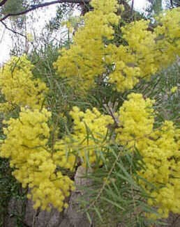 Acacia dealbata clair de lune