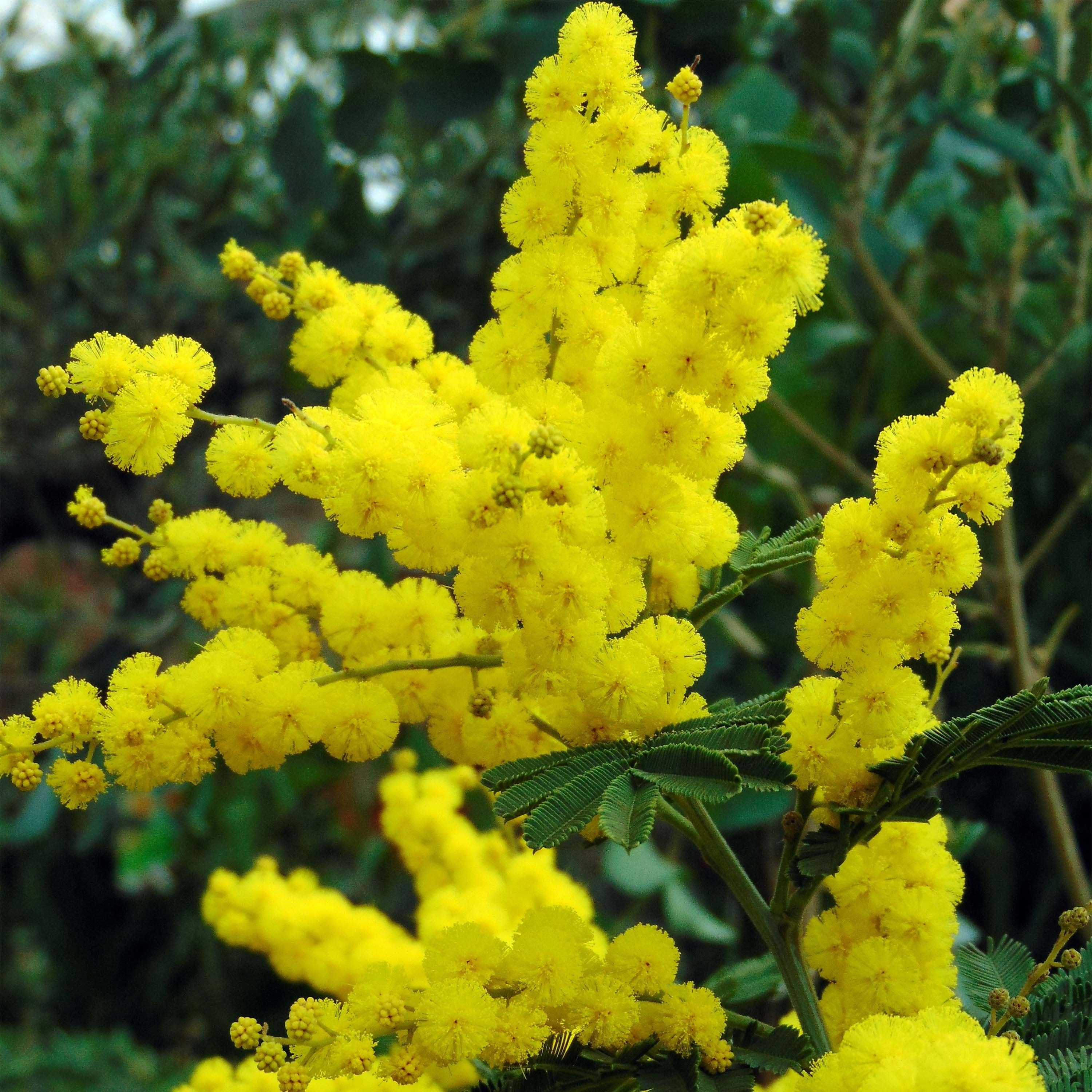 Acacia dealbata gaulois astier