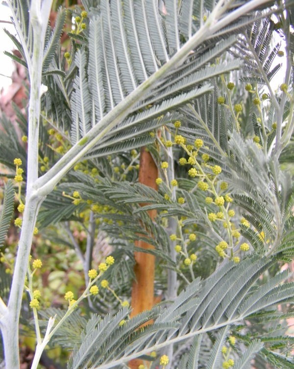 Acacia dealbata innesto