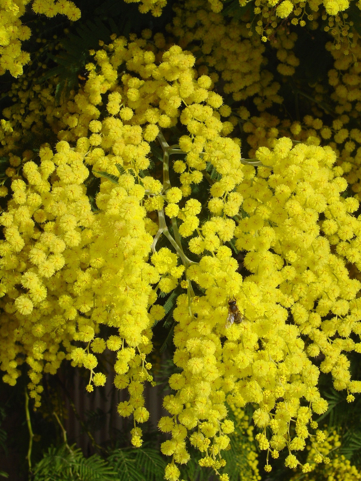 Acacia dealbata mirandole