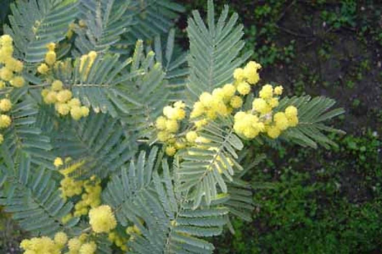 Acacia dealbata president doumergue