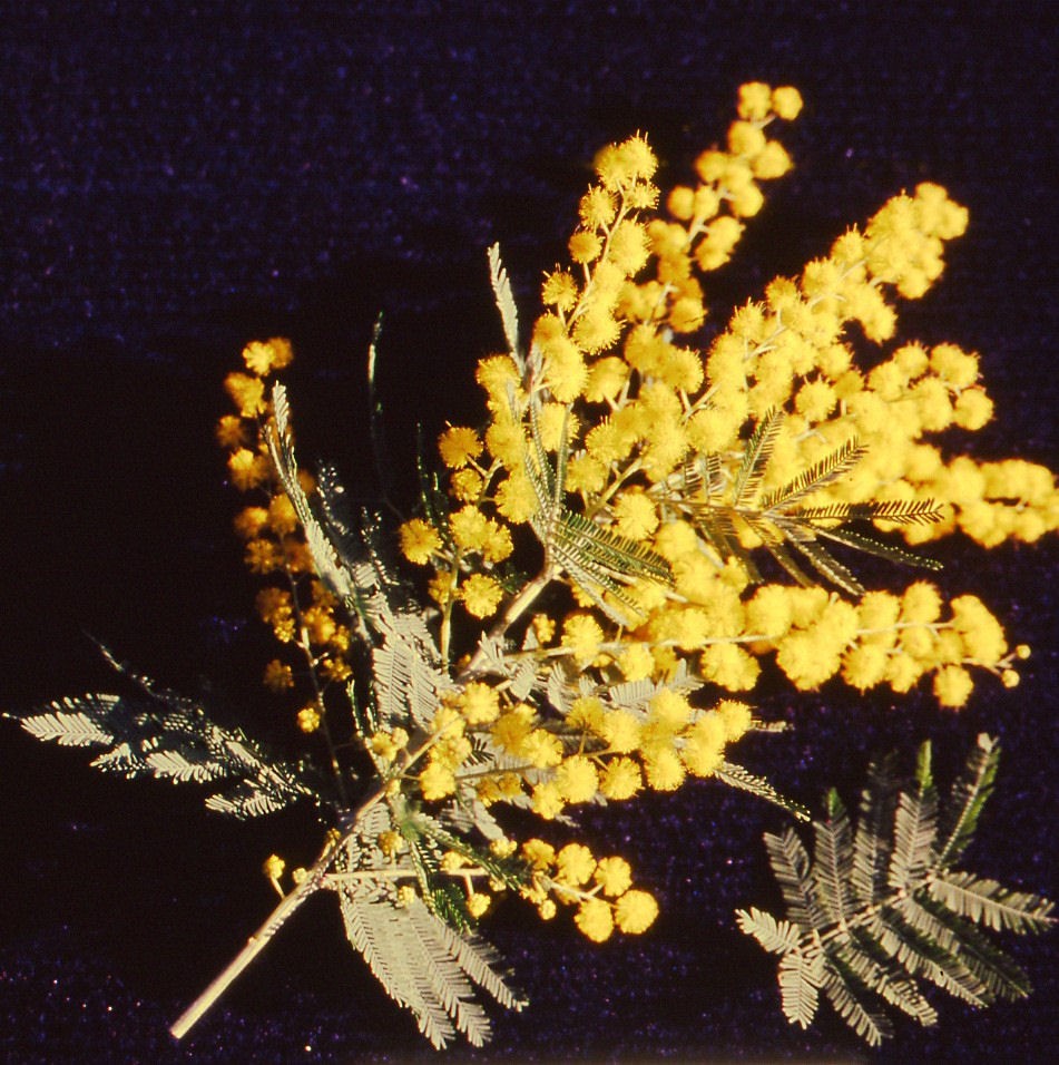 Acacia dealbata reve d or