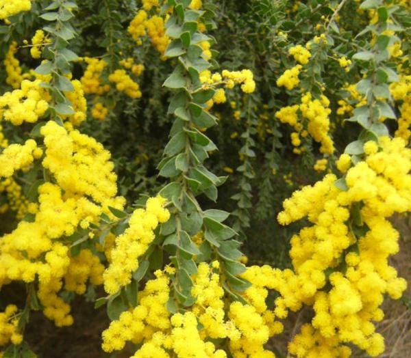 Acacia dealbata sainte helene