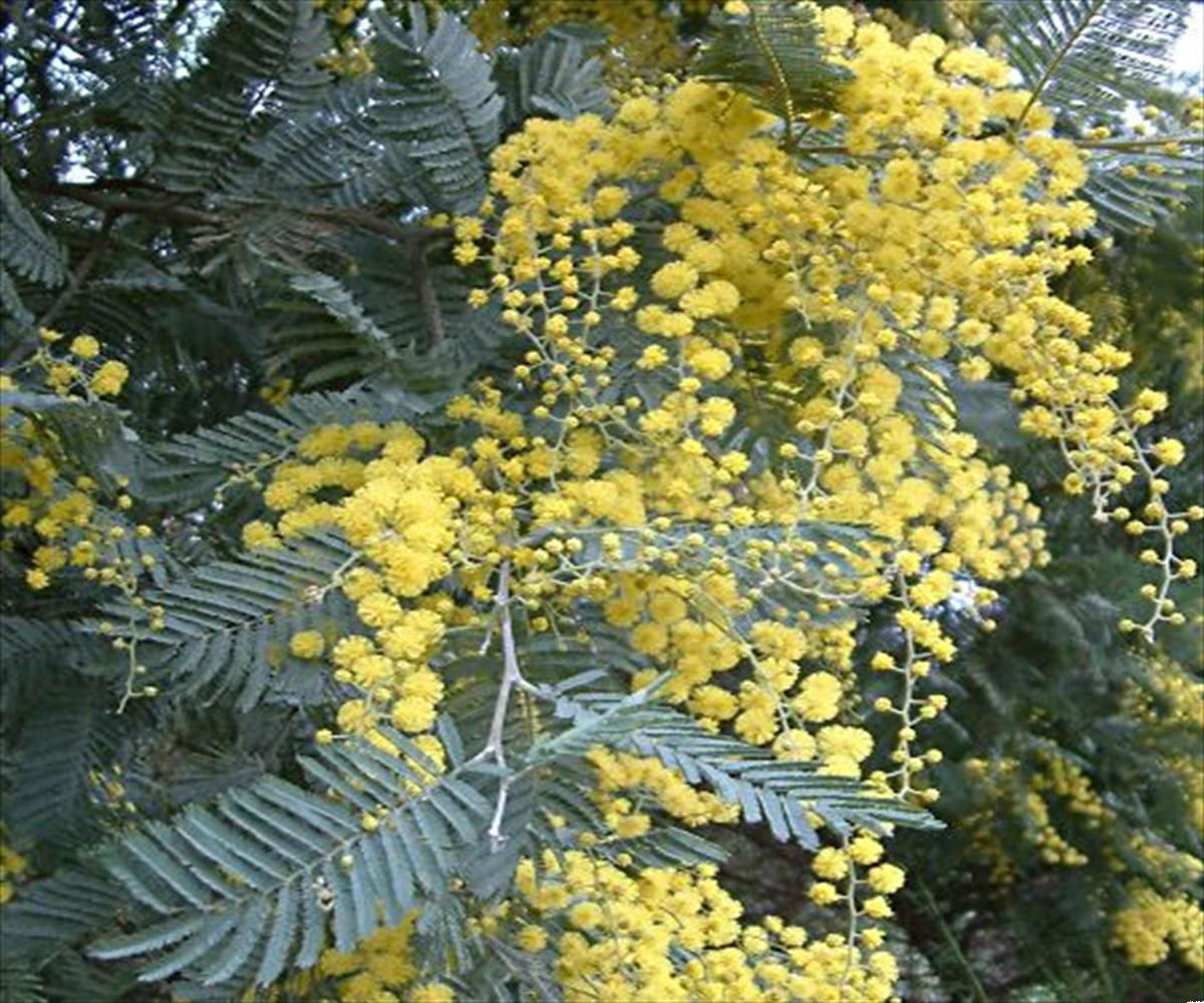 Acacia dealbata var subalpina