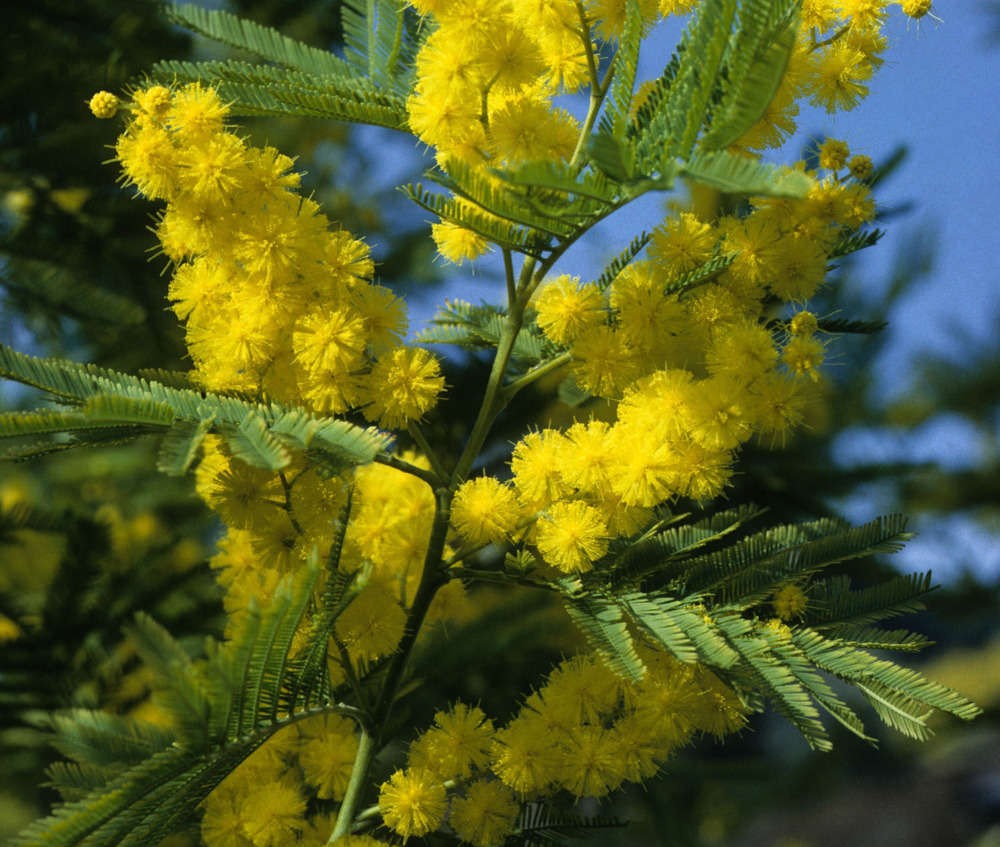 Acacia dealbata