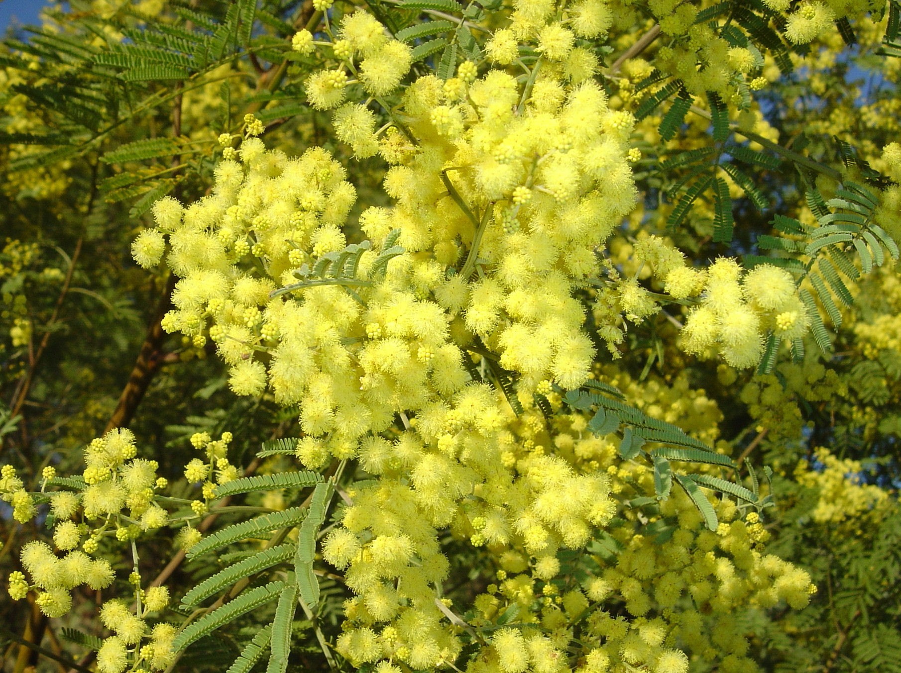 Acacia deanei