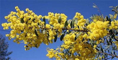 Acacia decora