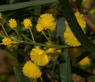 Acacia dentifera