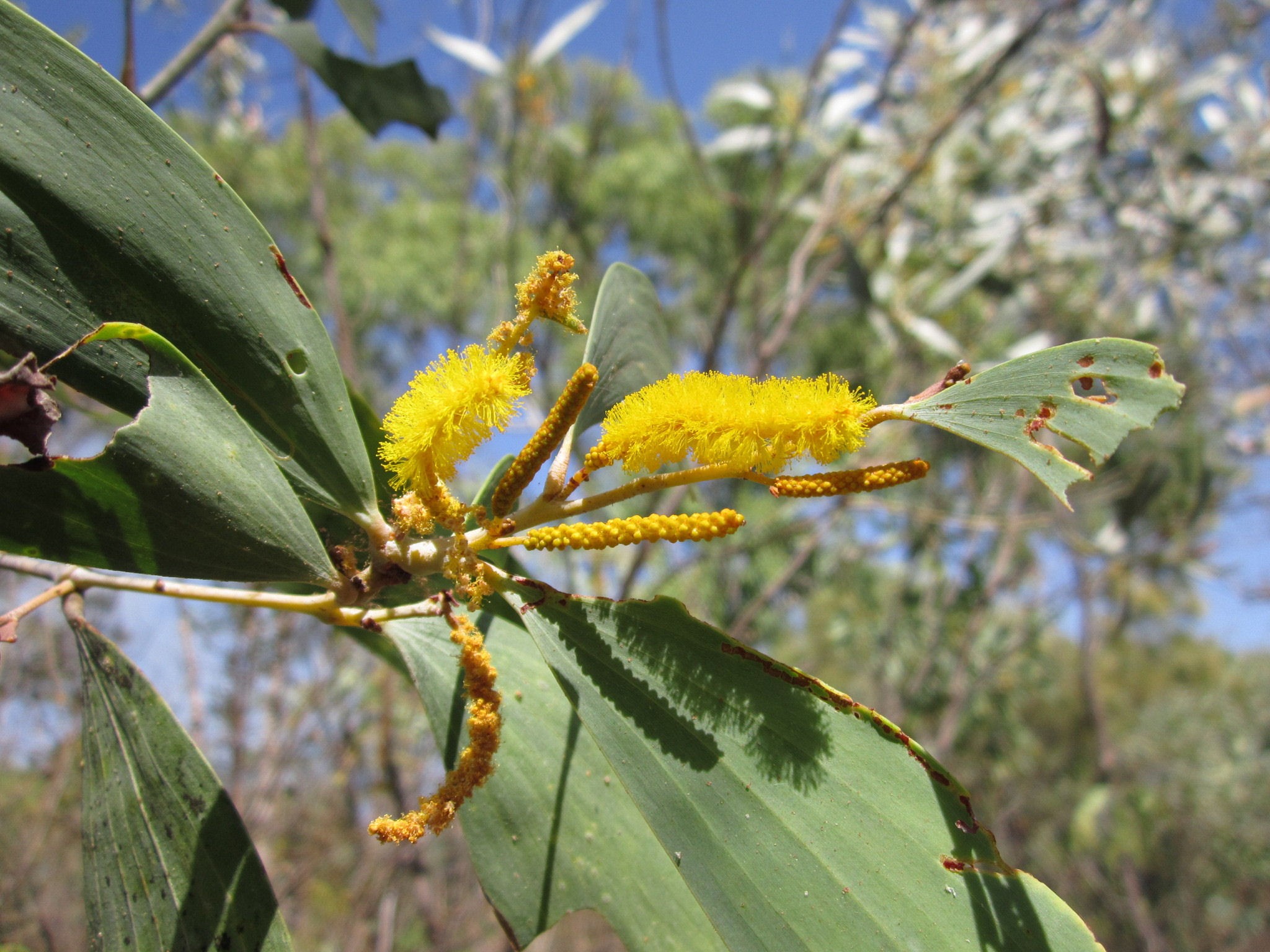 Acacia difficilis