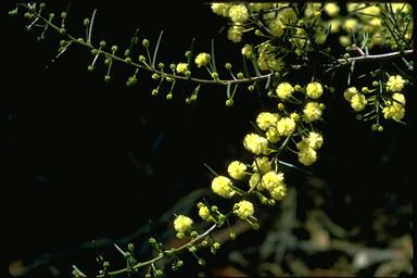 Acacia diffusa