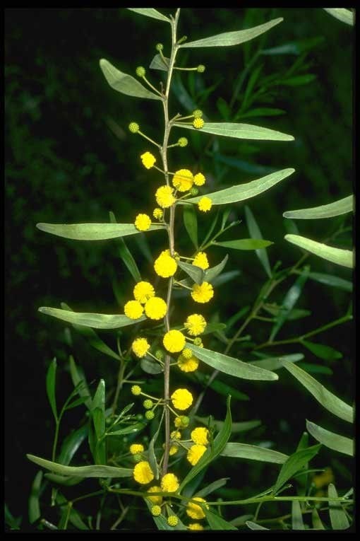 Acacia dodonaeifolia