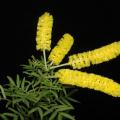 Acacia drummondii