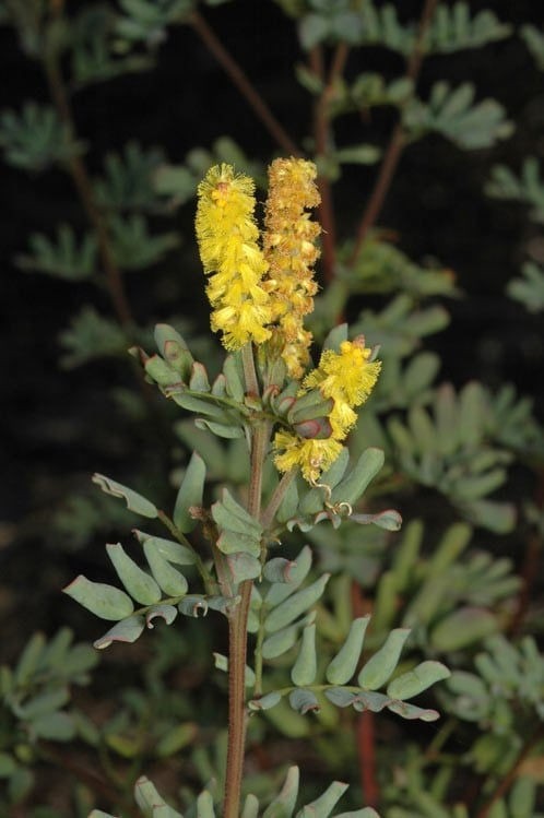 Acacia drummondii ssp candolleana