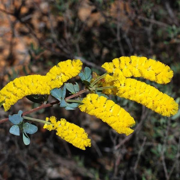 Acacia drummondii ssp elegans