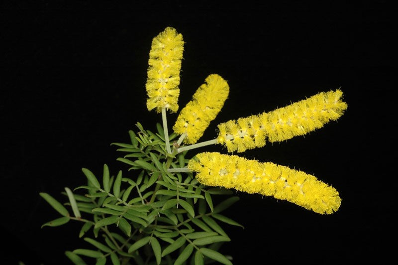 Acacia drummondii