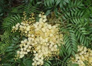 Acacia elata