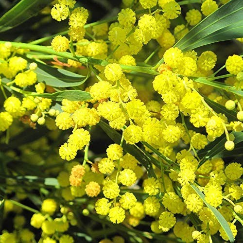 Acacia floribunda lisette