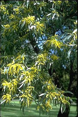 Acacia glaucescens