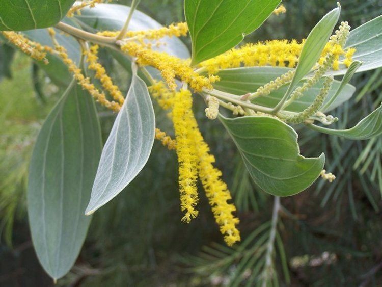 Acacia holosericea