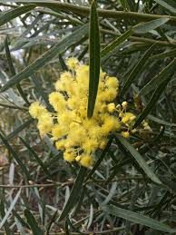 Acacia iteaphylla