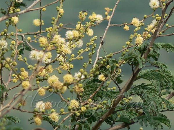 Acacia leucophloea